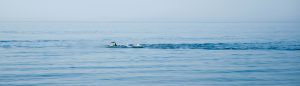 Man Swimming in the sea